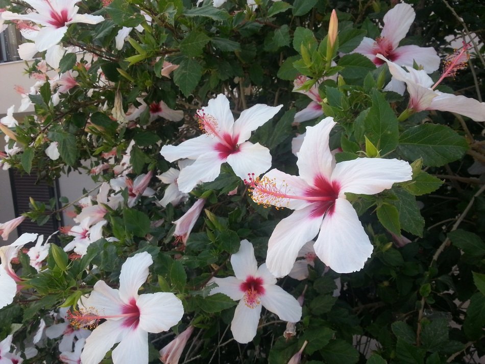 colorful flowers like a hedge