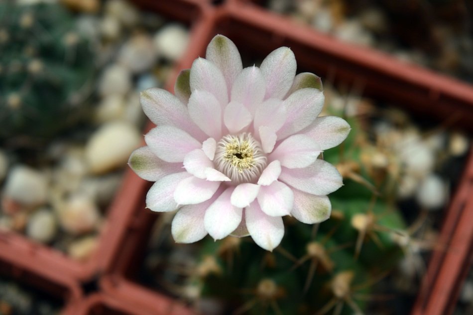 Flower Gymnocalycium