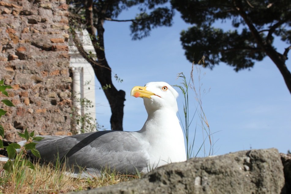 the seagull sitting on the brick