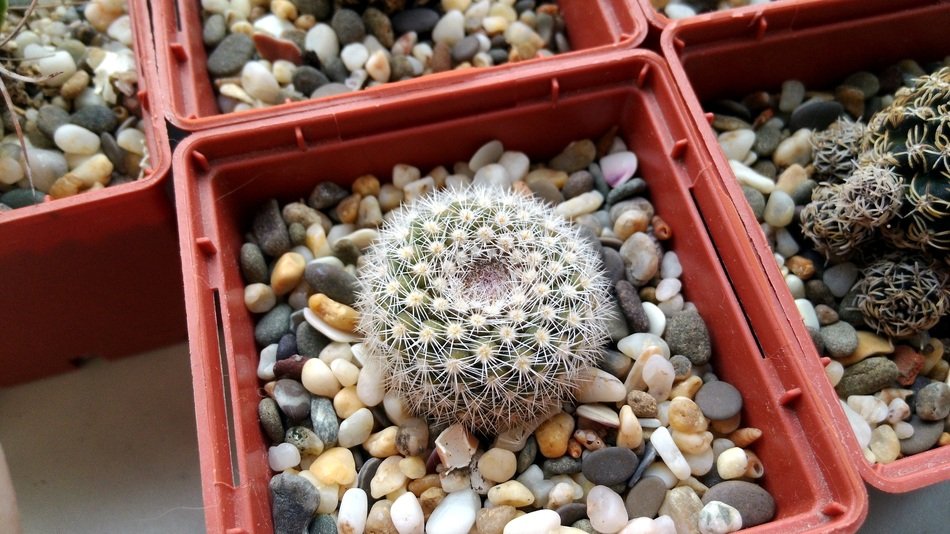 little Cactus Succulent