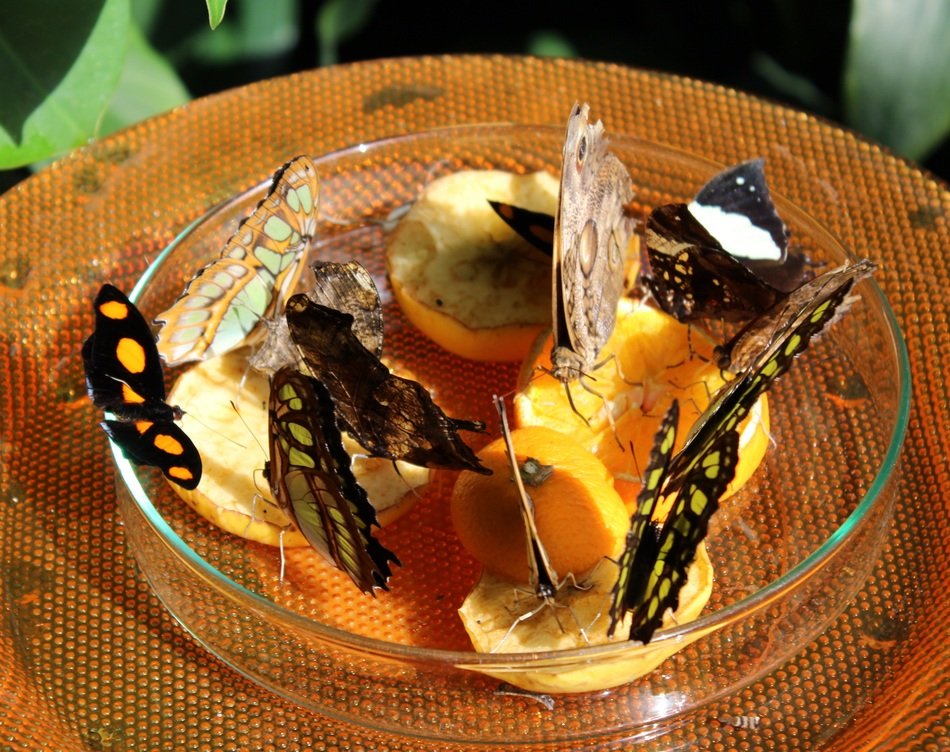 Butterflies on the food