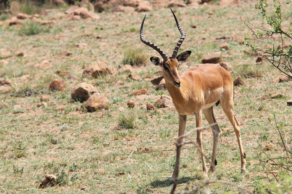 Deer in South Africa
