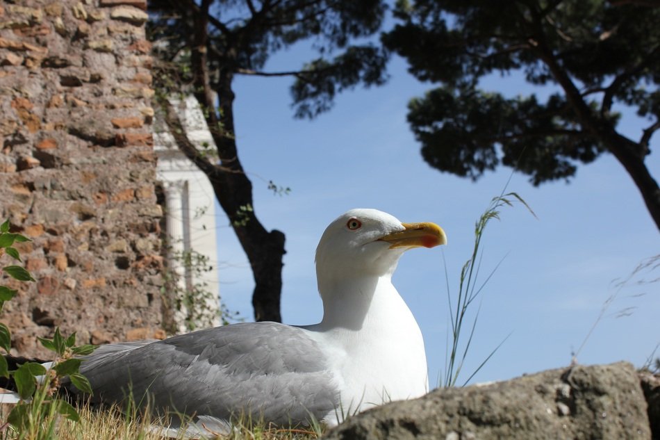 the seagull relaxing