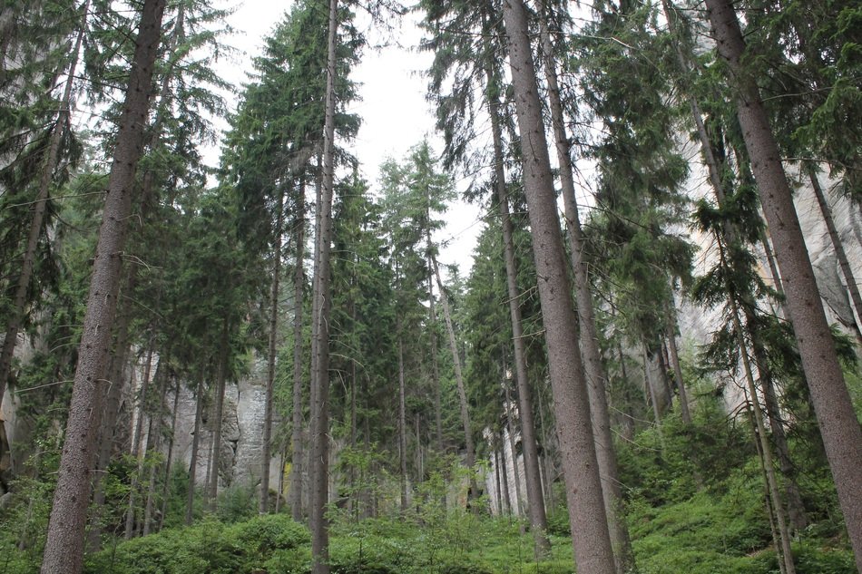forest in the Adr&scaron;pach-Teplice rocks