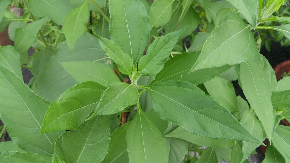 green leaves of galanga plant