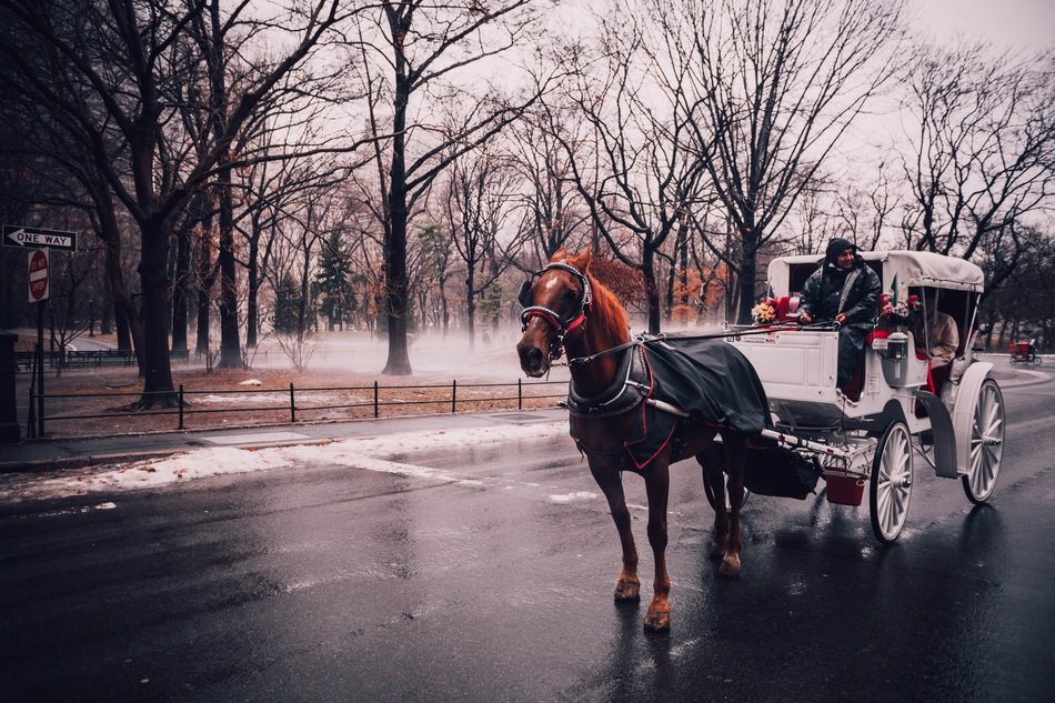 carriage rides in Central Park in New York