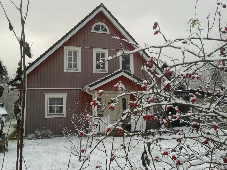rose hip shrub in front of house at winter