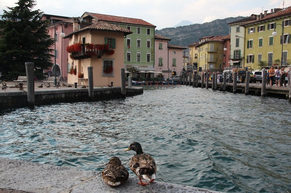 ducks on the quay in Torbole