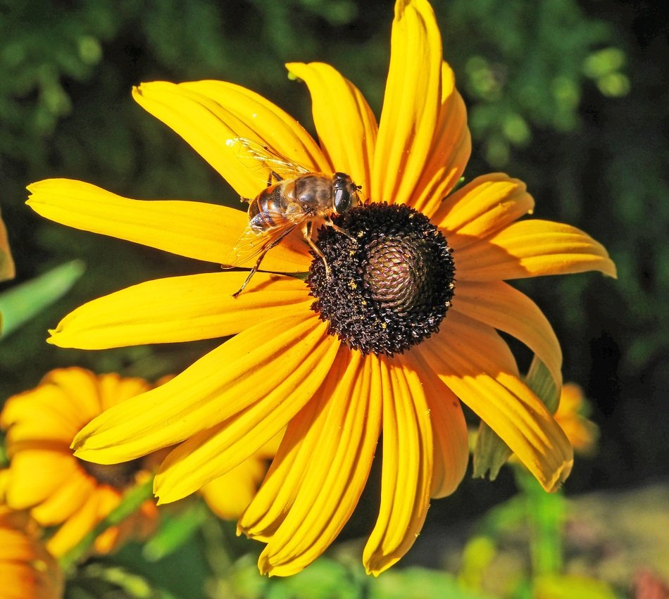 bee pollinates yellow chamomile close-up on blurred background