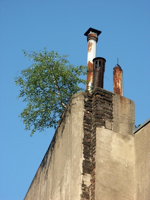 tree on the roof