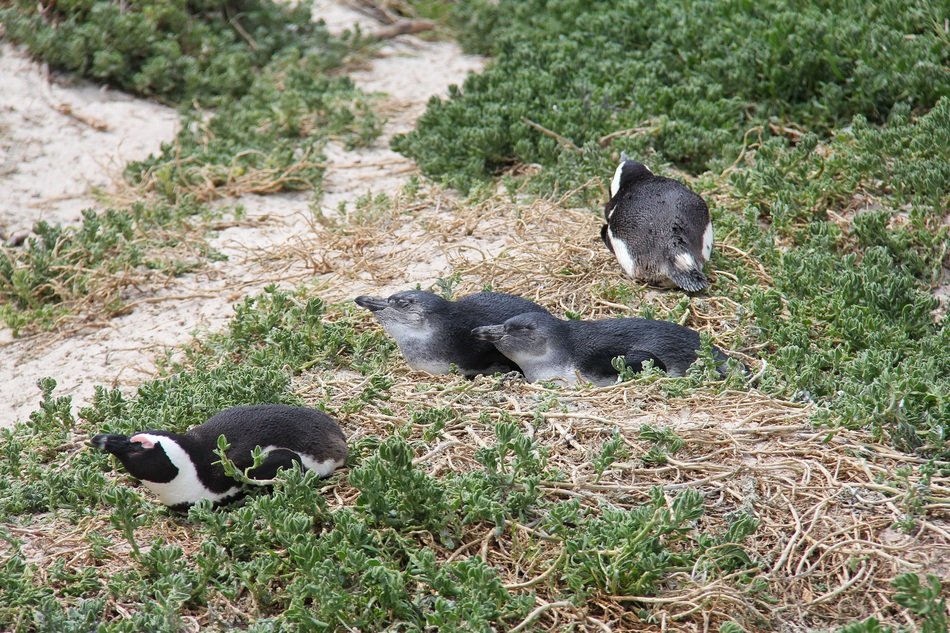 young penguins on the grass
