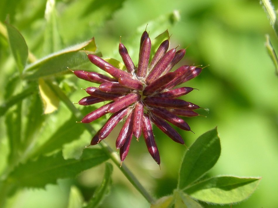 geometrical burgundy flower