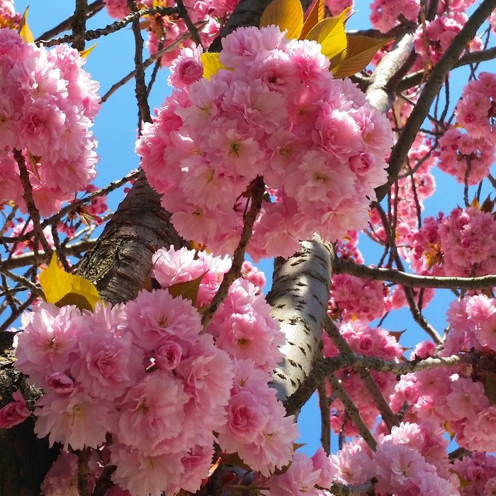 lushCherry Blossom