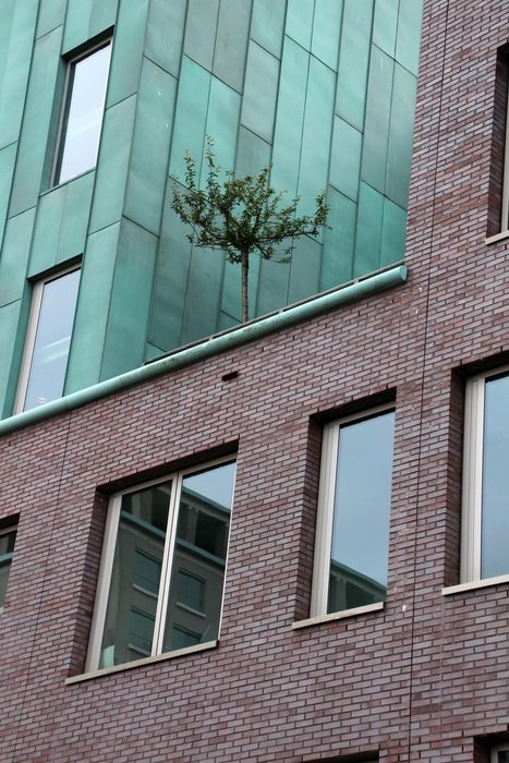 Beautiful tree on the house with the windows