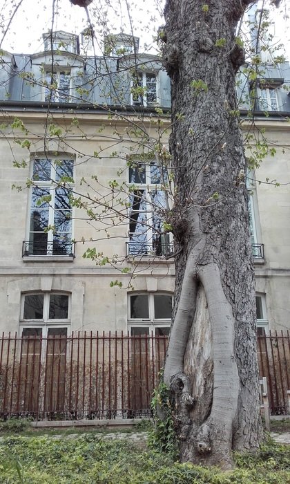 tree in the garden in france