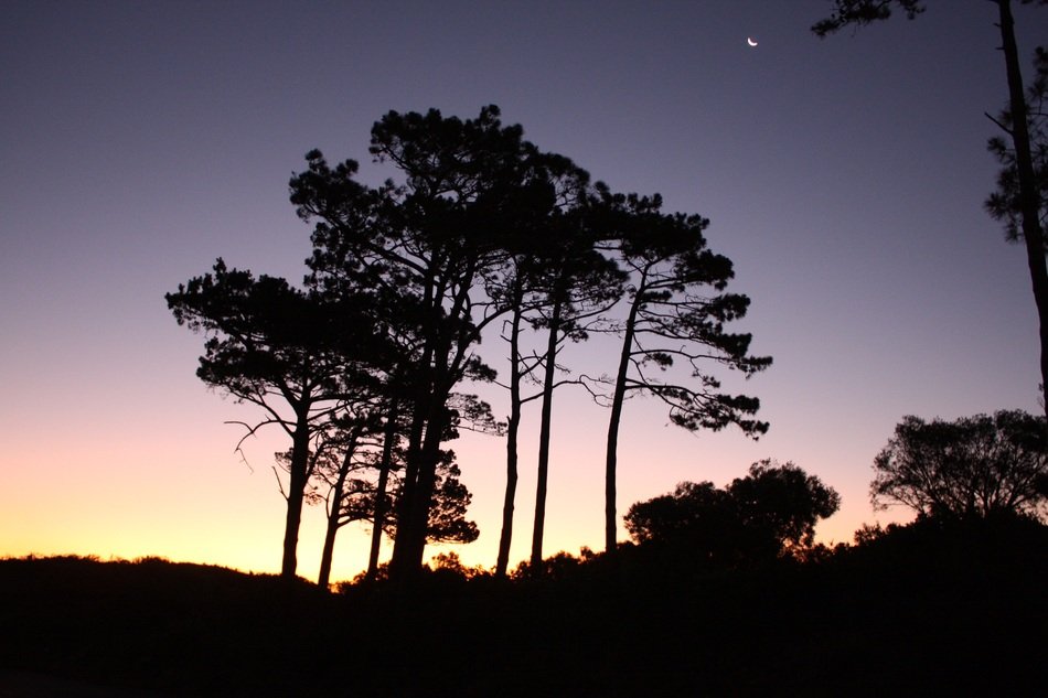 trees on the horizon at dusk