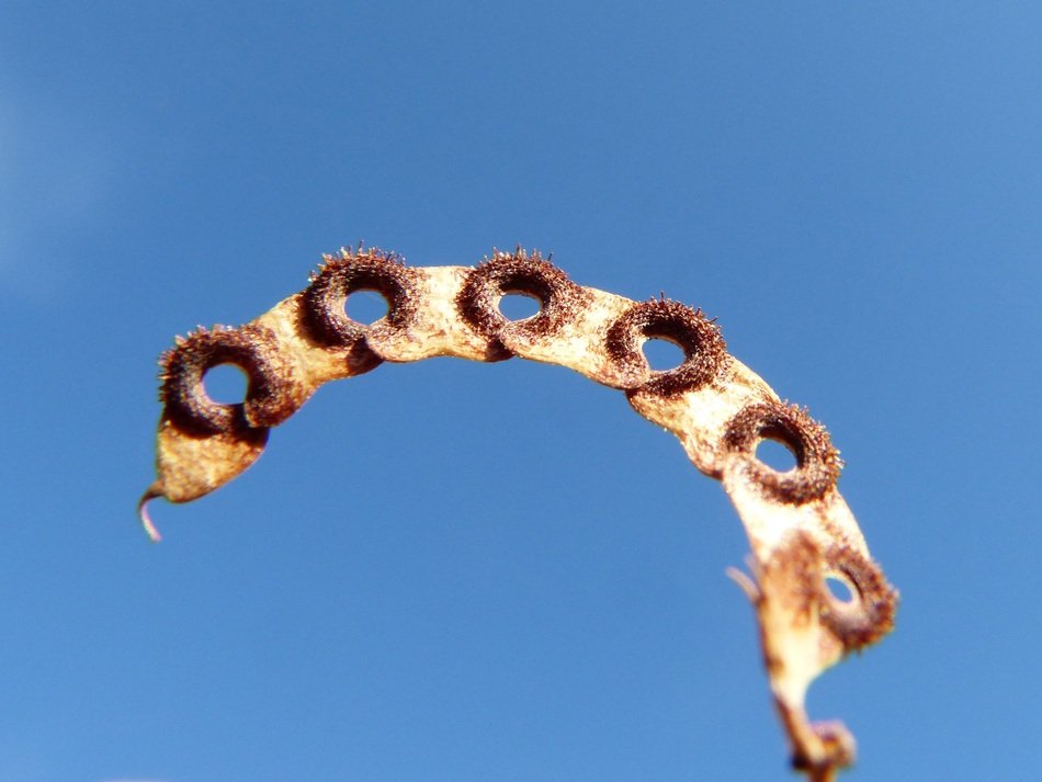 geometric plant seeds