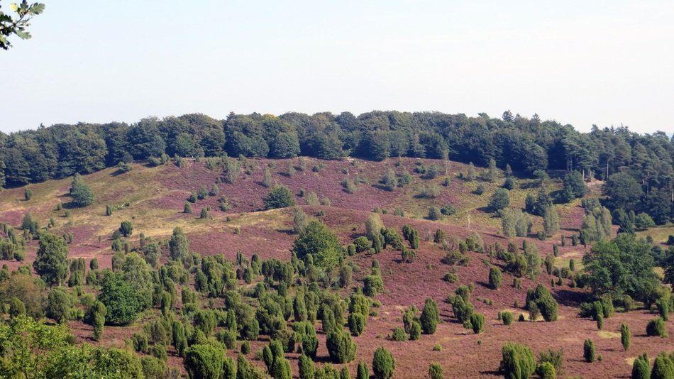 lÃ¼neburg heath hiking