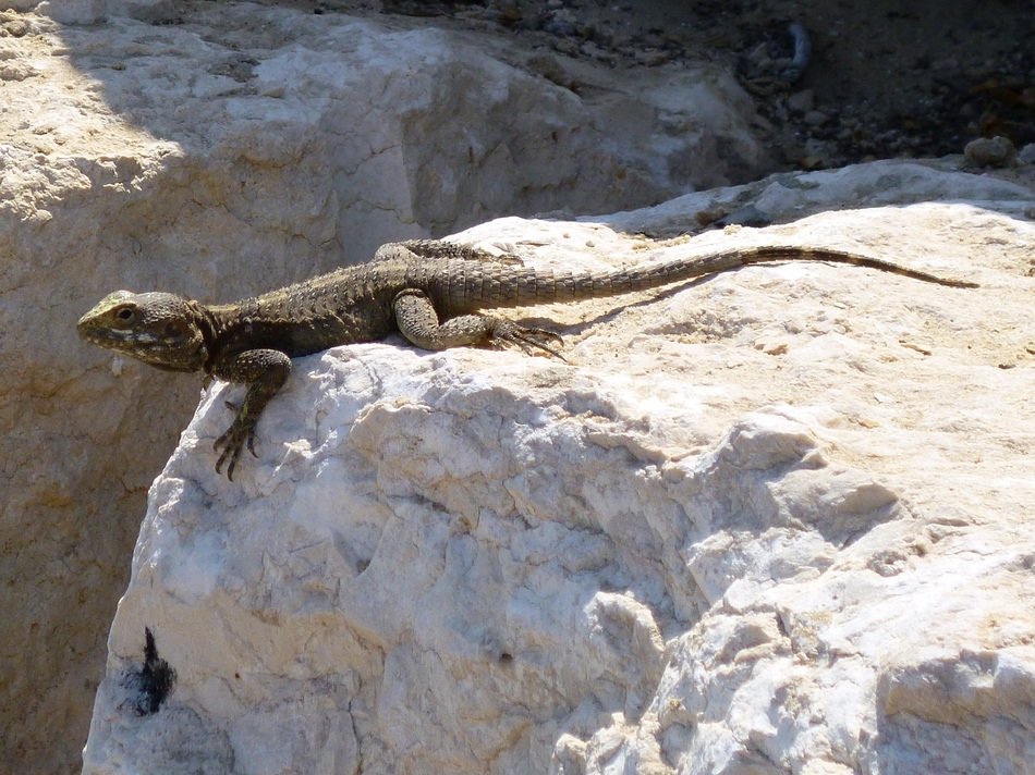 lizard on a white stone in summer