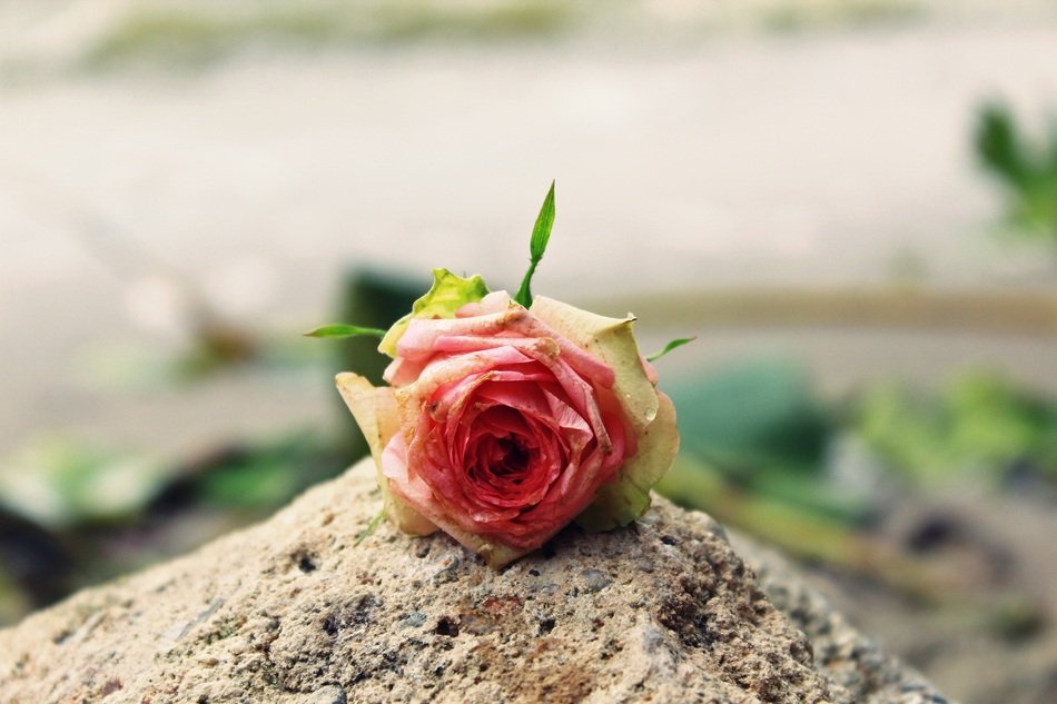 Rose Rose Flower Blossom Bloom