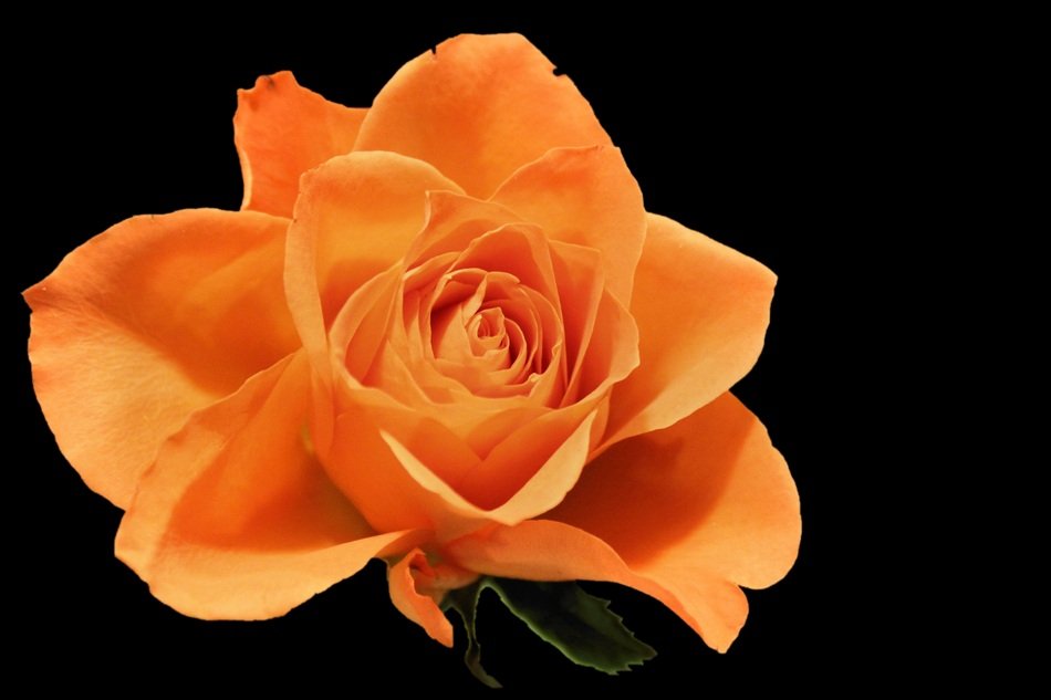 Rose Blossom Bloom Salmon