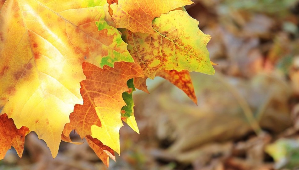 Autumn Fall Leaves Leaves