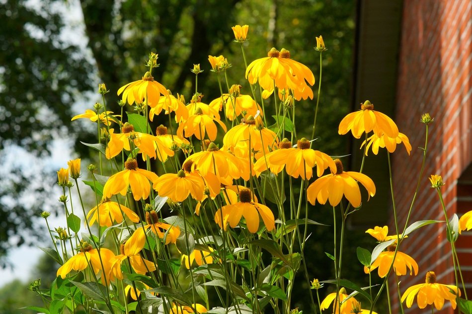 Flowers Summer Cone Flowers