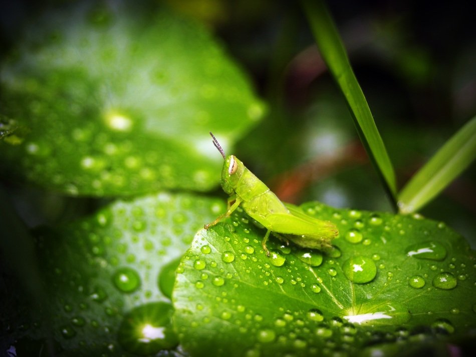Leaf Water Green Drop