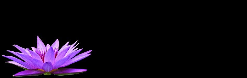 water lily on the black background