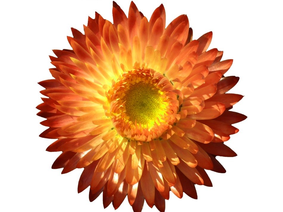 Italicum Blossom Bloom Orange