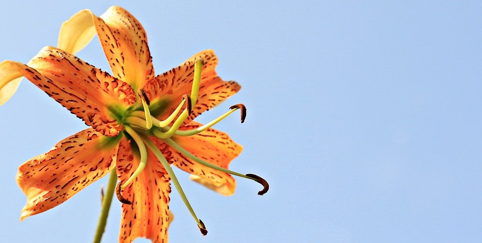 Lily Flower Lily Family Sky