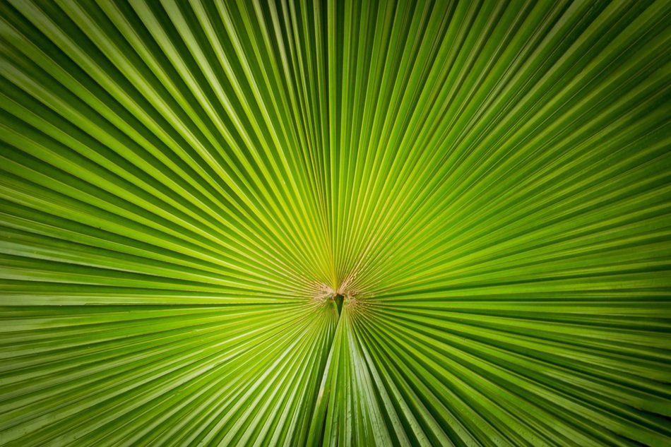 Plant Nature Symmetry Lines