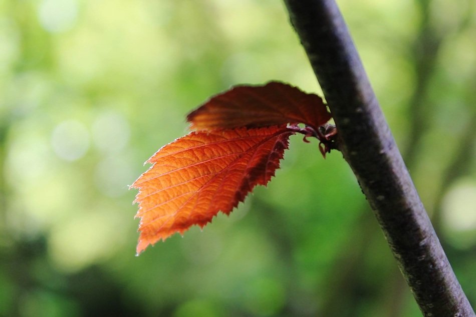 Branch Leaf Nature Spring Tree