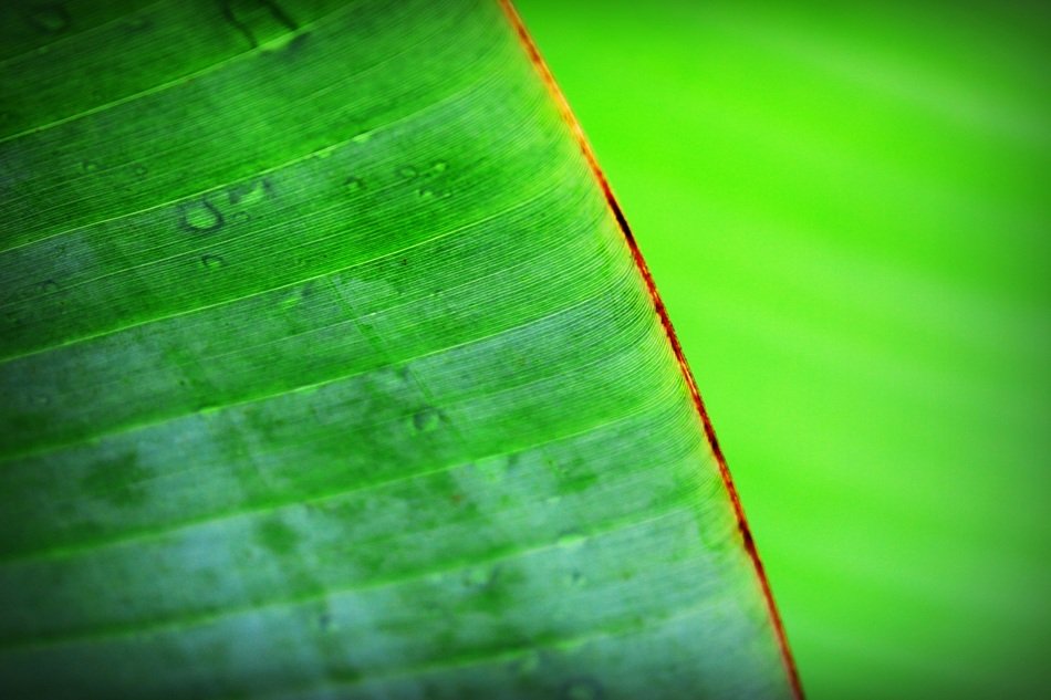 Banana Beautiful Botany