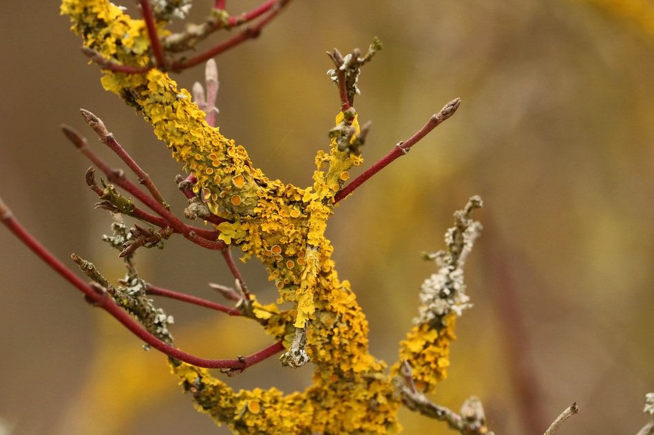Road Yellow Of Course Forest