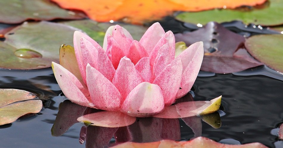 pink water lily flower in water