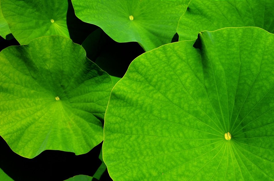 Giant Leaf Lotus Lotus Leaf