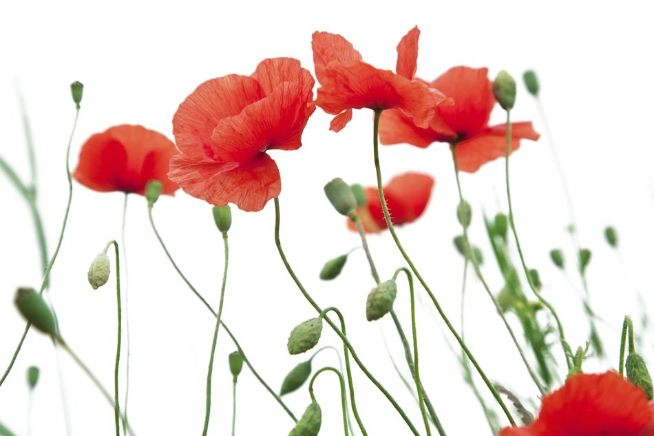 Poppy Flower Poppy