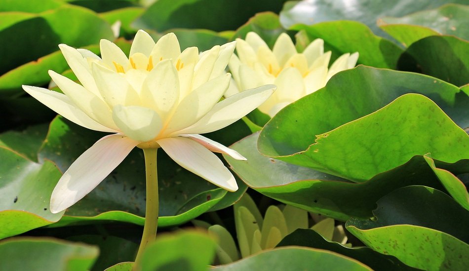Water Lilies Nuphar