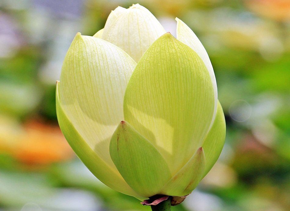 Lotus Lotus Flower Lotus Blossom