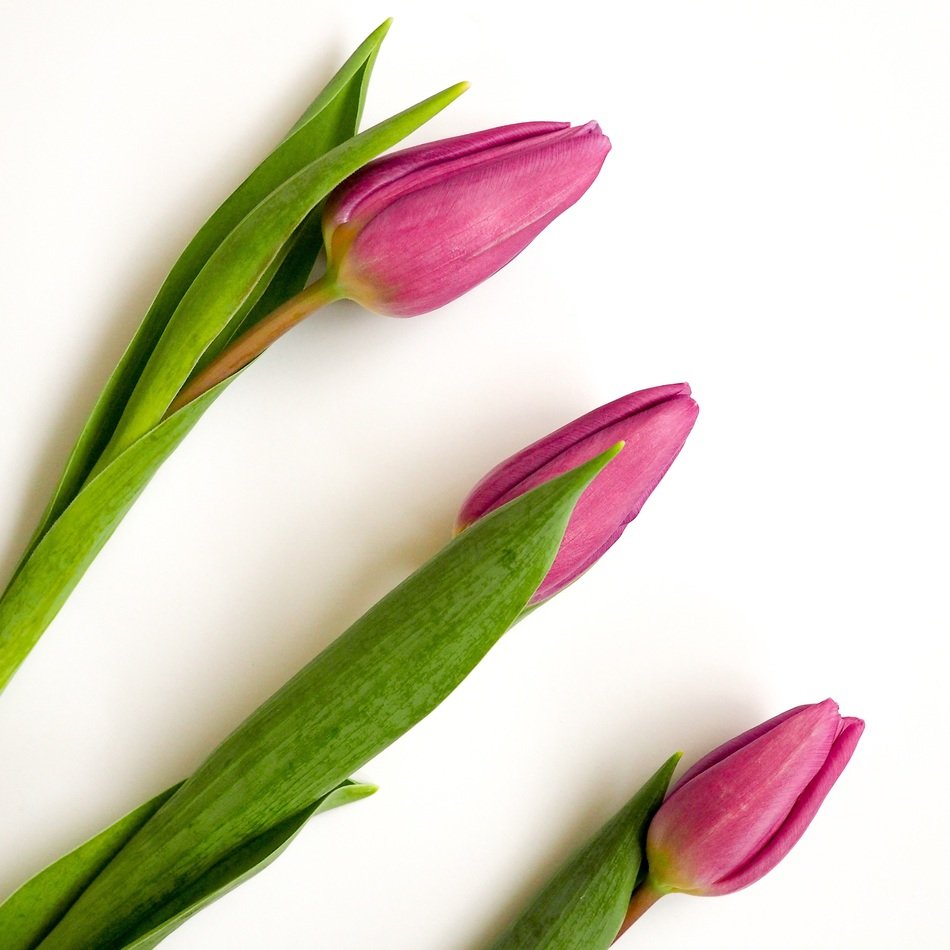 Tulips Pink White Background