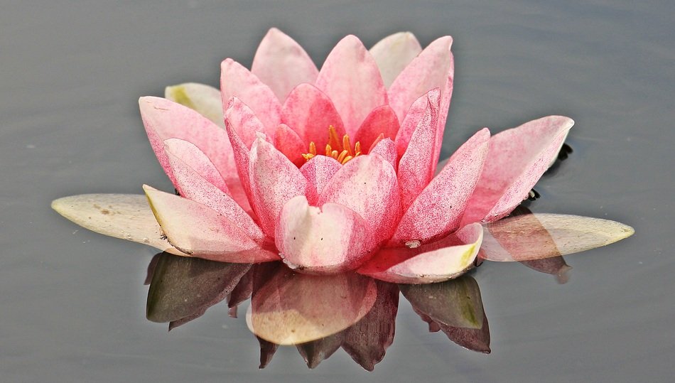pink lily on a transparent background