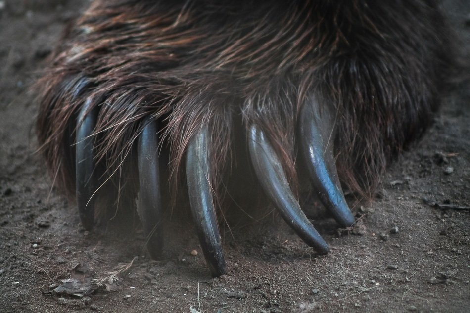 Bear Medvekarom Bear Paw Claws