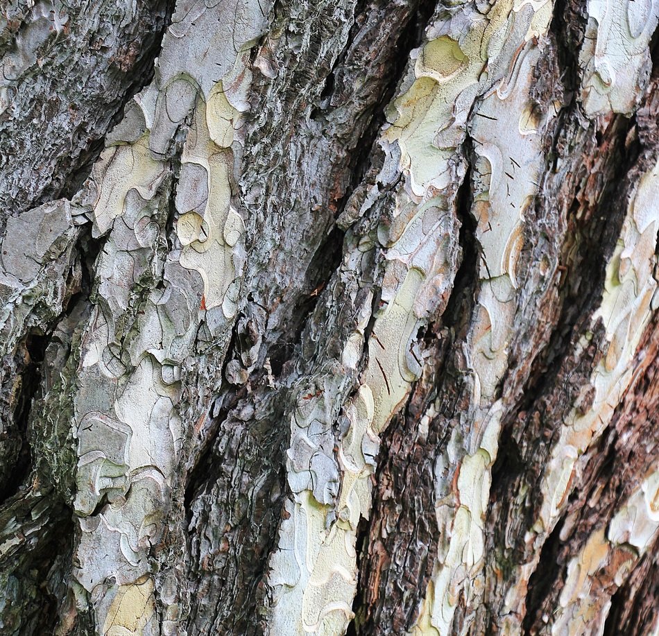 Pine Tree Bark Bark Wood