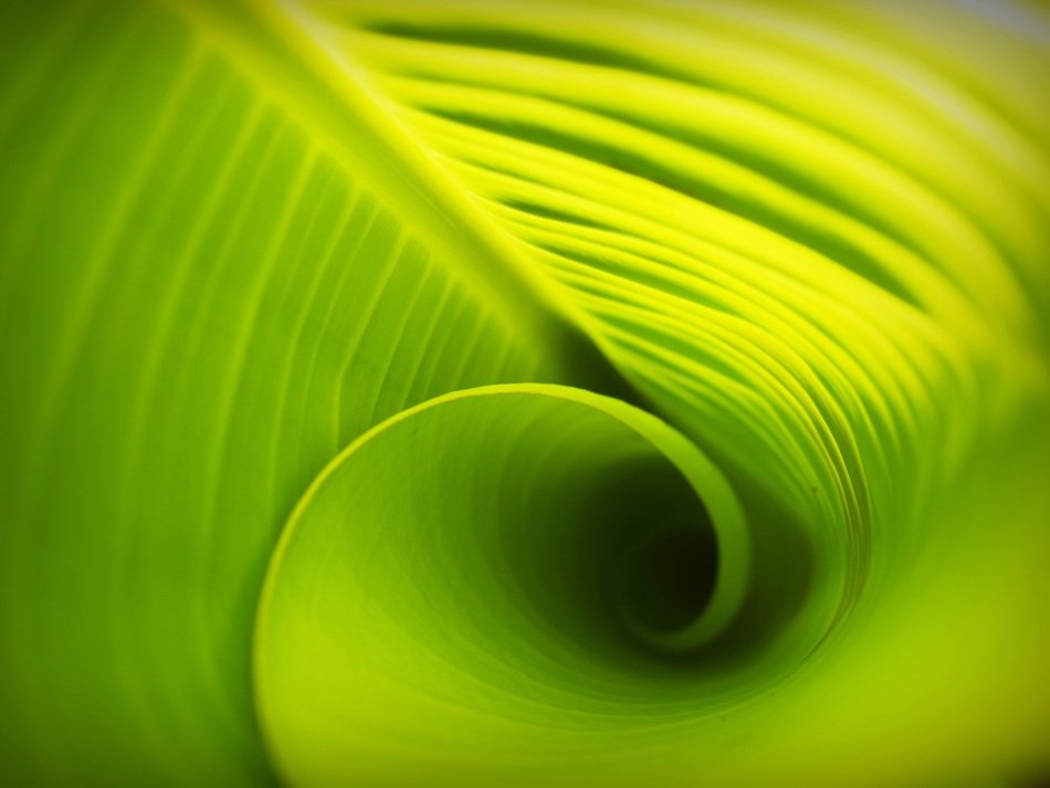 Leaf Background Lines Foliage