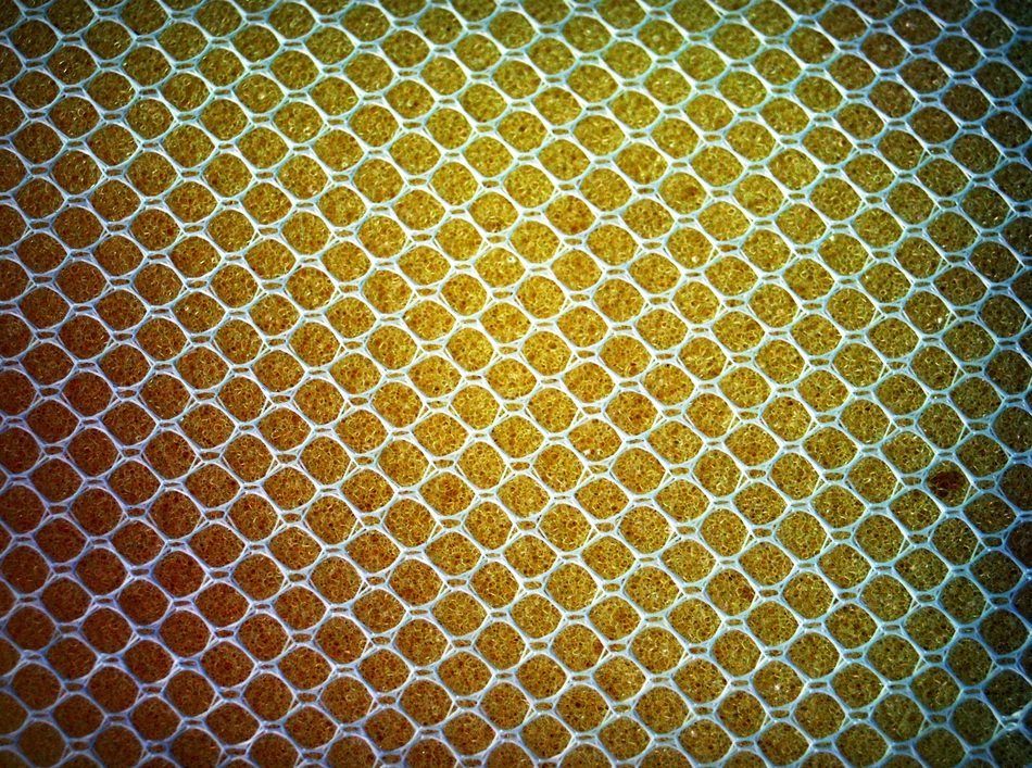 Sponge Yellow Close Up Gold
