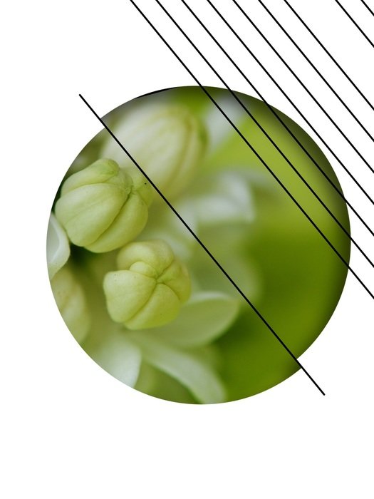 Design Abstract Lilac Plant Bud