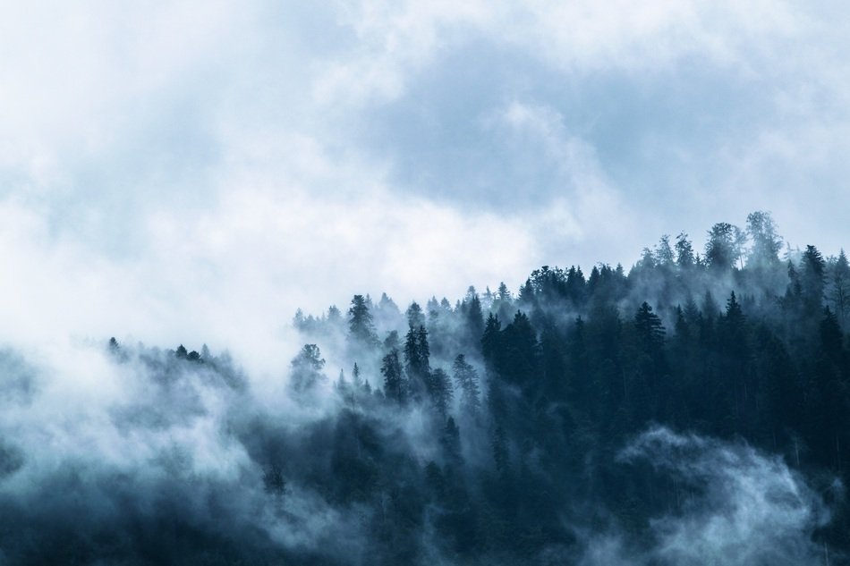Fog Forest Mountain World Clouds