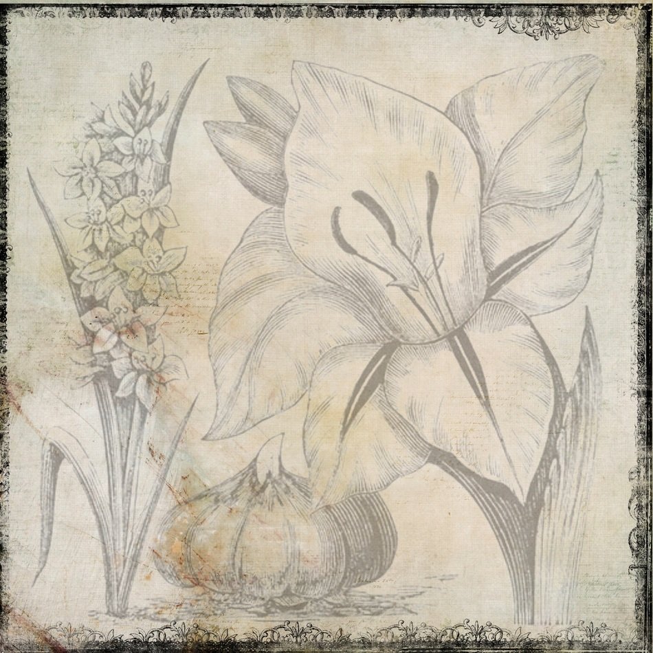 Background Vintage Plant Flower