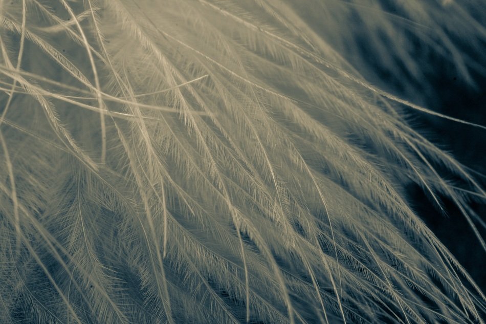 Spring Texture Background Macro